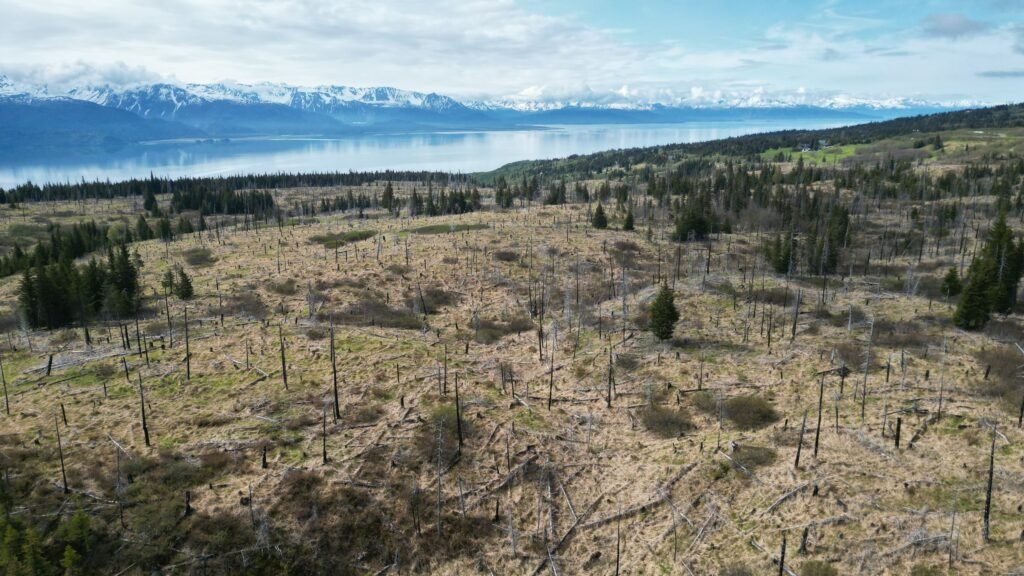 Cottonwood Eastland land in Homer, Alaska.